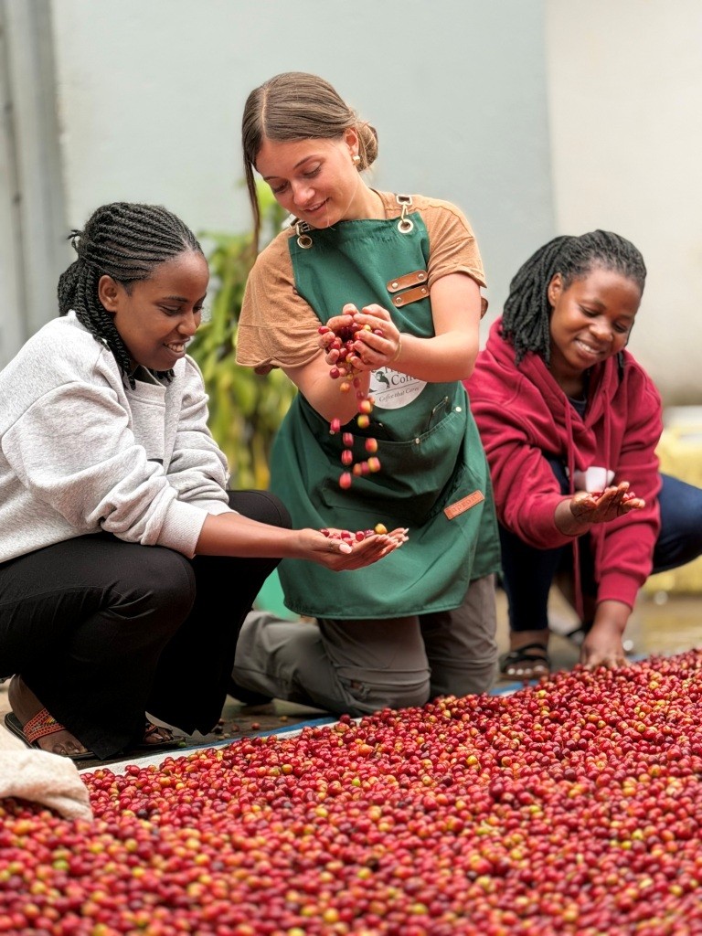 Coffee cherries