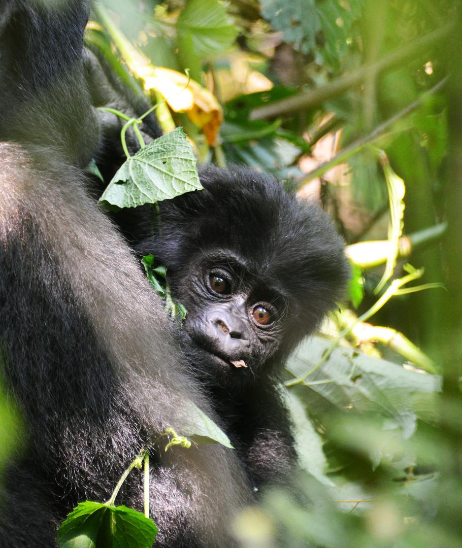 Mountain gorilla in Bwindi Impenetrable Forest