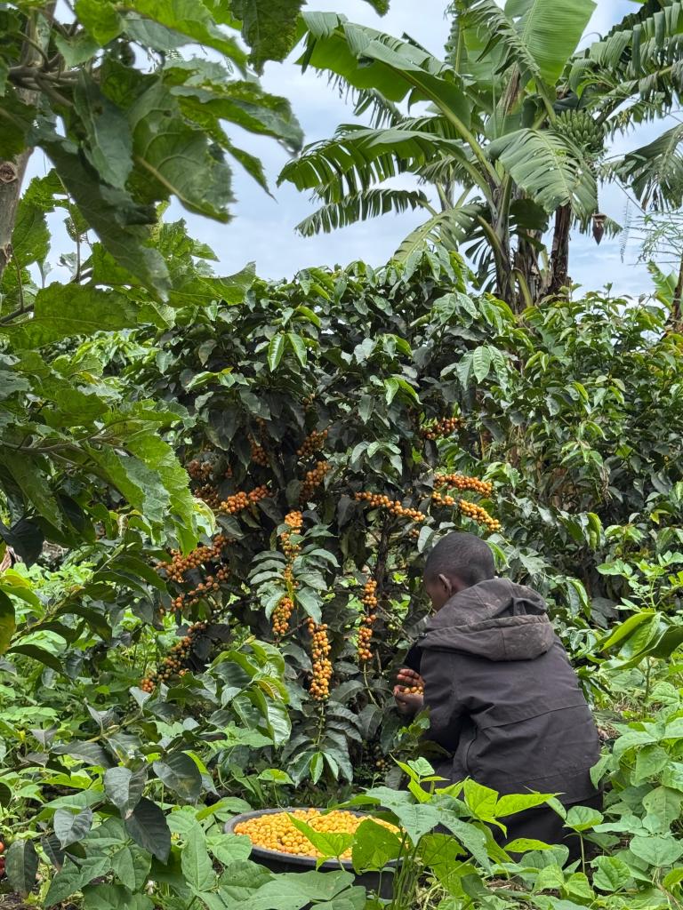 Coffee harvesting