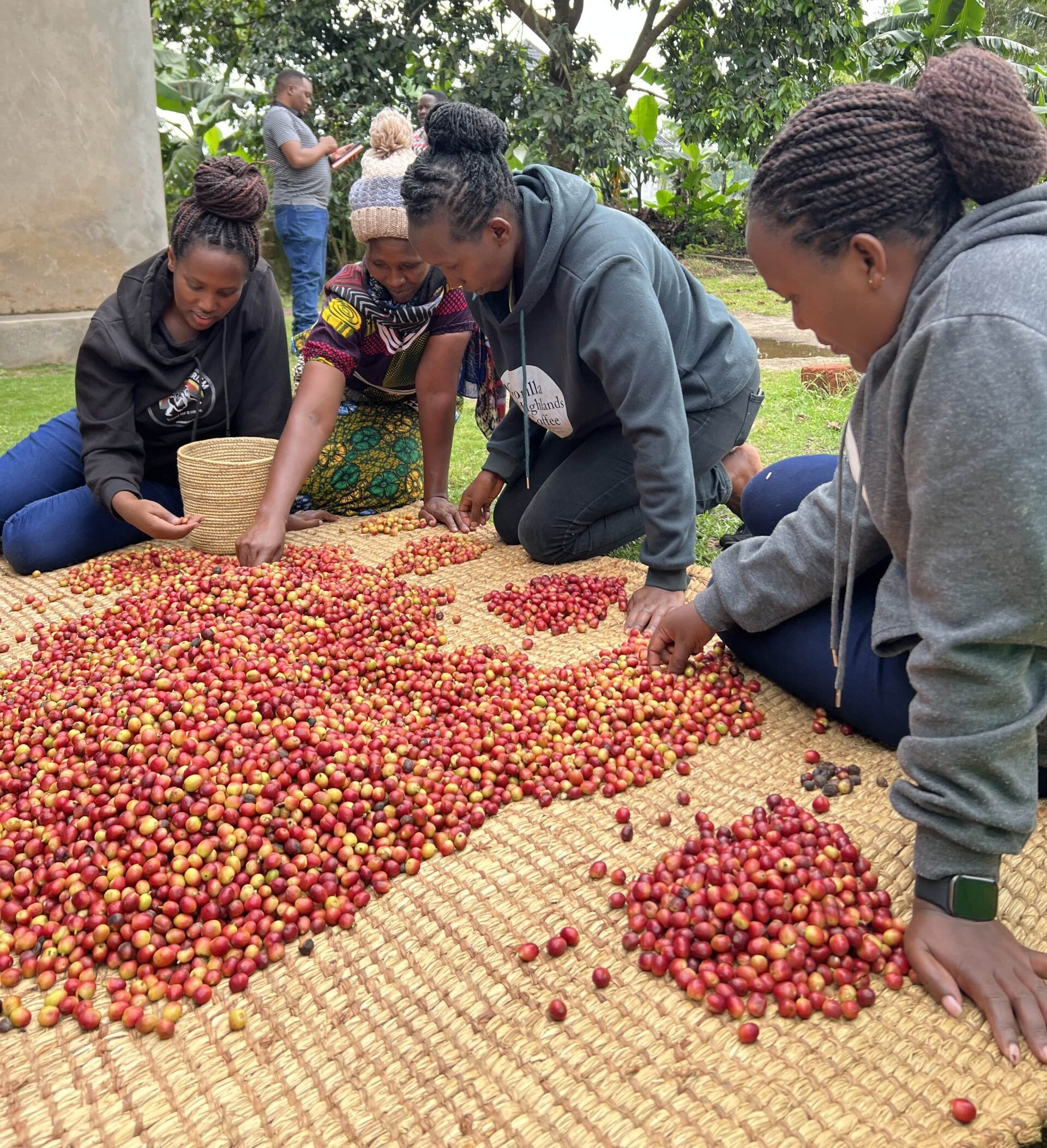 Gorilla Highlands Coffee Kanungu
